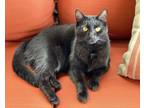 Adopt Korra a Black (Mostly) Domestic Mediumhair / Mixed (medium coat) cat in