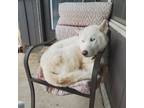 Adopt Yago. And renessmae a White Husky / Alaskan Malamute / Mixed dog in Yukon