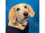 Adopt Goldie a White Hound (Unknown Type) / Mixed dog in Richmond, VA (40746549)