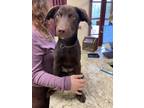 Adopt Choco a Brown/Chocolate Labrador Retriever / Mixed dog in Independence