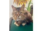 Adopt Toulouse a Brown Tabby Domestic Shorthair / Mixed Breed (Medium) / Mixed