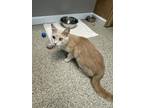 Adopt Charisma a Gray or Blue (Mostly) Domestic Shorthair / Mixed Breed (Medium)