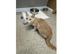 Adopt Charisma a Tan or Fawn Domestic Shorthair / Domestic Shorthair / Mixed cat