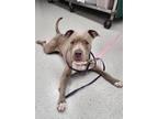Adopt Mr. Darcy a Merle American Pit Bull Terrier / Mixed Breed (Medium) / Mixed