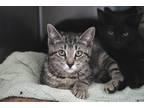 Adopt O-Ren Ishii a Brown Tabby Domestic Shorthair / Mixed Breed (Medium) /