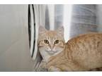 Adopt Bubba a Orange or Red Domestic Shorthair / Domestic Shorthair / Mixed