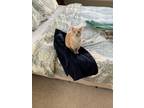 Adopt Leiper a Orange or Red Tabby Manx / Mixed (medium coat) cat in Cane Ridge