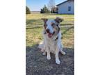Adopt Spur a Merle Border Collie / Mixed dog in Johnson, NE (41370878)
