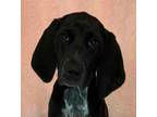 Adopt Blythe *foster needed* a Black - with White Coonhound / Hound (Unknown