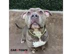 Adopt Paris a Pit Bull Terrier / Mixed dog in Lexington, KY (41367715)