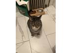 Adopt Tommy a Brown Tabby Tabby / Mixed (short coat) cat in Bronx, NY (41122017)