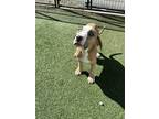 Adopt Devon a Labrador Retriever / Mixed dog in Poughkeepsie, NY (41370840)