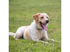 Adopt Dave a White - with Tan, Yellow or Fawn Labrador Retriever / Retriever