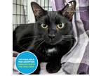 Adopt Evangil a All Black Domestic Shorthair / Domestic Shorthair / Mixed cat in