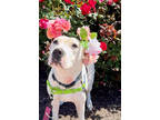 Adopt F24 LG 152 Sugar a White American Pit Bull Terrier / Mixed dog in La
