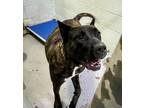 Adopt ATHENA a Brindle Mixed Breed (Large) / Mixed dog in Fernandina Beach