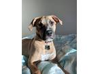 Adopt Basil a Brown/Chocolate - with Black American Pit Bull Terrier / Mixed dog