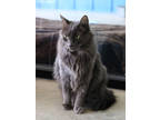 Adopt Jamie a Gray or Blue Domestic Longhair / Domestic Shorthair / Mixed cat in