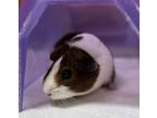 Adopt Okey a Brown or Chocolate Guinea Pig / Guinea Pig / Mixed small animal in