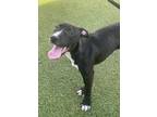 Adopt Jackie a Black American Pit Bull Terrier / Mixed dog in Jacksonville