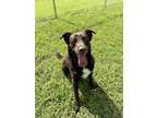 Adopt Nitro a Brown/Chocolate Labrador Retriever / Mixed dog in Gainesville