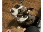 Adopt Athena a Gray/Silver/Salt & Pepper - with Black American Pit Bull Terrier