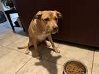 Adopt Nova a Tan/Yellow/Fawn Mutt / Mixed dog in San Antonio, TX (41369209)