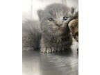 Adopt Paramount a Gray or Blue Domestic Shorthair / Domestic Shorthair / Mixed