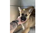 Adopt Ranger a Tan/Yellow/Fawn Shepherd (Unknown Type) / Mixed dog in Fresno