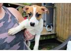 Adopt Daffy a White - with Red, Golden, Orange or Chestnut Terrier (Unknown