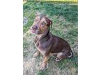 Adopt Bentley a Brown/Chocolate Beagle / Boxer / Mixed dog in Lancaster