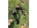 Adopt 6 puppies a Black - with Tan, Yellow or Fawn Australian Shepherd / Great