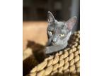 Adopt Axel a Gray or Blue Domestic Shorthair / Mixed (short coat) cat in