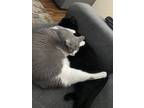 Adopt Kitty and Fae a All Black Domestic Shorthair / Mixed (short coat) cat in