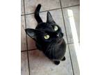 Adopt Noiree (Bonded with Little Bear Cub) a All Black American Shorthair /