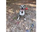 Adopt Hemi a Gray/Blue/Silver/Salt & Pepper Mixed Breed (Large) / Mixed dog in