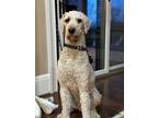 Adopt Teddy a White Goldendoodle / Mixed dog in Richmond, KY (41370531)