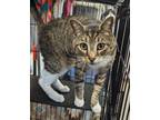 Adopt Pepper @ Quiet City Books a Brown Tabby Domestic Shorthair / Mixed Breed
