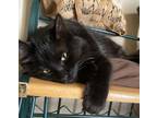 Adopt Bean a Black (Mostly) Domestic Mediumhair / Mixed (medium coat) cat in