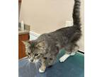 Adopt Unknown a Tiger Striped American Shorthair / Mixed (short coat) cat in
