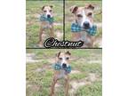 Adopt Chestnut a Tan/Yellow/Fawn American Pit Bull Terrier / Mixed dog in