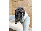 Adopt Fiona a Black Shih Tzu / Mixed dog in Richmond, KY (41370443)