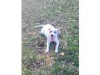 Adopt Sarge a White - with Red, Golden, Orange or Chestnut Boxer / Labrador