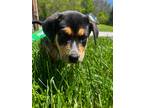 Adopt Mason a Black - with Tan, Yellow or Fawn Shepherd (Unknown Type) / Mixed