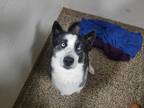 Adopt Sable a Black - with White Husky / Mixed dog in Richmond, KY (41370575)