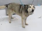 Adopt 86499 a Gray/Blue/Silver/Salt & Pepper Husky dog in Nogales, AZ (41370573)