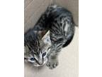 Adopt 86482 a All Black Domestic Shorthair cat in Nogales, AZ (41370571)