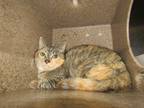 Adopt Kitty a Calico or Dilute Calico Domestic Shorthair (short coat) cat in