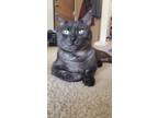 Adopt EARL GREY a Gray or Blue Domestic Shorthair / Domestic Shorthair / Mixed