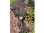 Adopt Wayne a Black Retriever (Unknown Type) / Mixed dog in New Bern